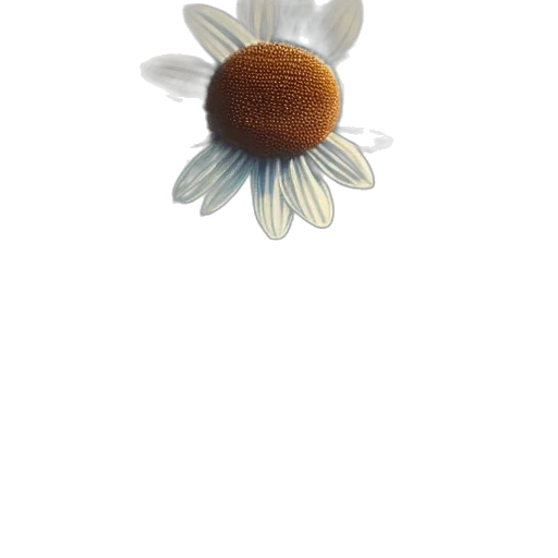 flower, crown, hat, jewelry, 3d render, photorealistic, concept art, watercolor transparent PNG cut-out