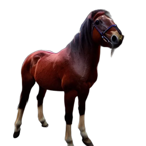 animal, creature, hat, crown transparent PNG cut-out