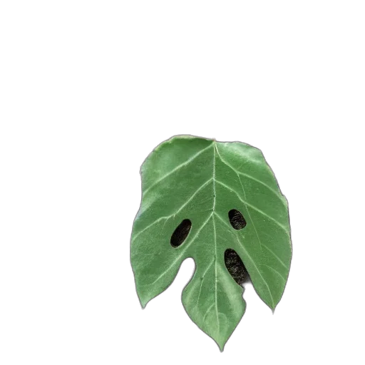 mask, face, tree, animal transparent PNG cut-out