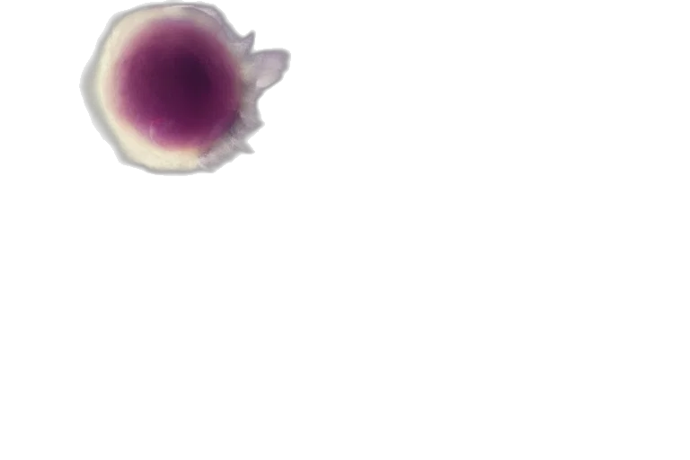 flower, food, hair, crown, 3d render, concept art, watercolor, photorealistic transparent PNG cut-out