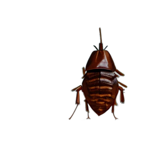 animal, creature, food, crown transparent PNG cut-out