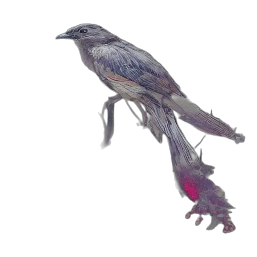 animal, umbrella, creature, weapon transparent PNG cut-out