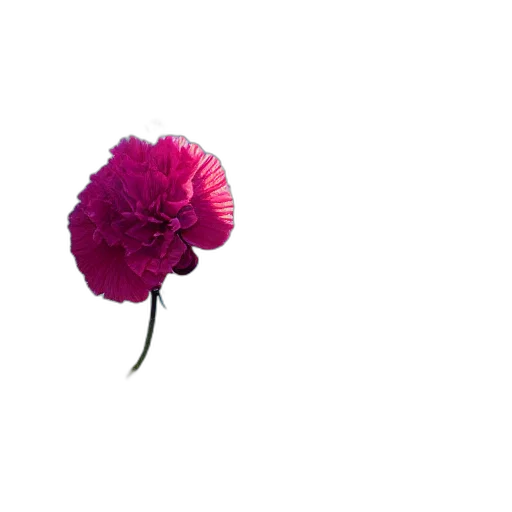 flower, umbrella, crown, hat, 3d render, photorealistic, pixel art, vaporwave transparent PNG cut-out
