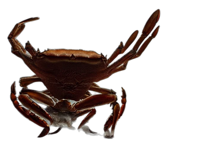 animal, creature, crown, food, 3d render, photorealistic, concept art, photo transparent PNG cut-out