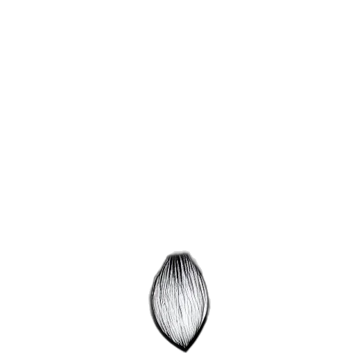 flower, jewelry, hair, crown transparent PNG cut-out