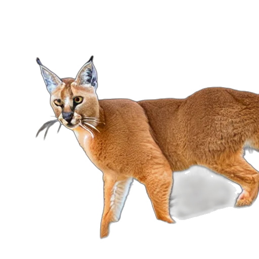 animal, creature, staff, weapon transparent PNG cut-out