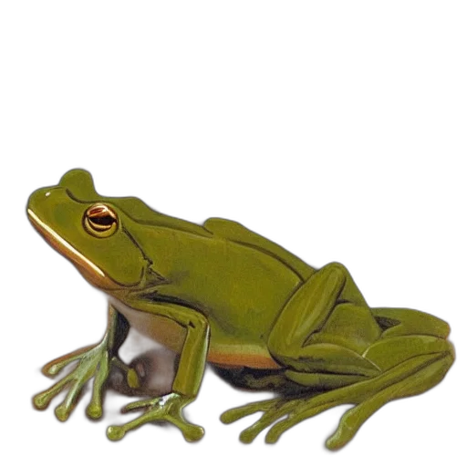 animal, creature, hat, jewelry transparent PNG cut-out