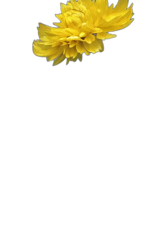 flower, crown, jewelry, staff, 3d render, photorealistic, pixel art, concept art transparent PNG cut-out