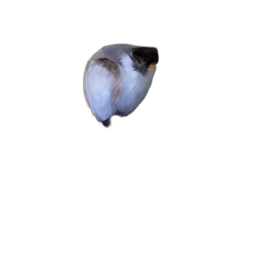 animal, face, hat, mask transparent PNG cut-out