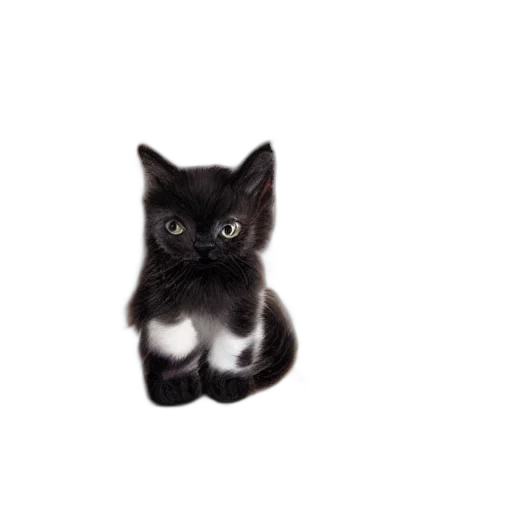 animal, staff, creature, weapon, photorealistic, 3d render, portrait, cute transparent PNG cut-out
