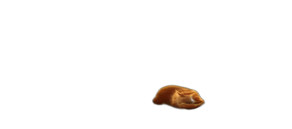 food, animal, shoes, hat transparent PNG cut-out