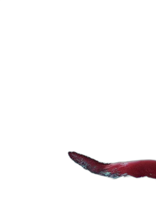 hair, staff, animal, creature transparent PNG cut-out