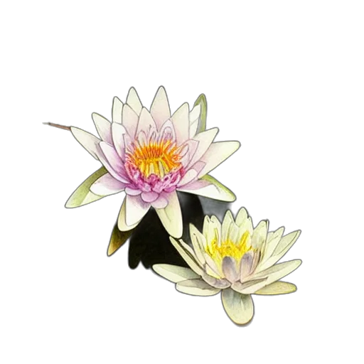 flower, jewelry, crown, staff transparent PNG cut-out