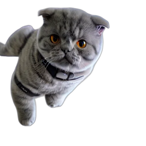 animal, creature, staff, face transparent PNG cut-out