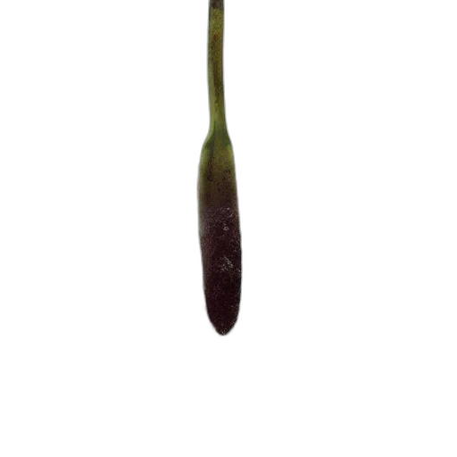 staff, flower, weapon, hair transparent PNG cut-out