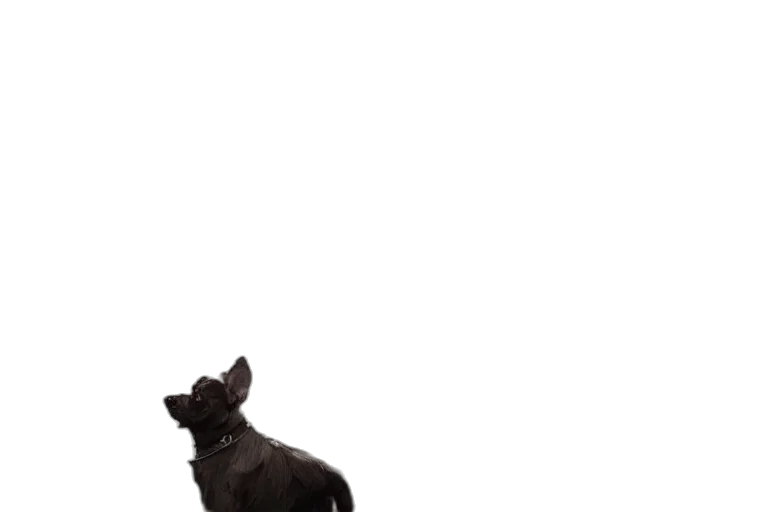 animal, creature, staff, dragon transparent PNG cut-out