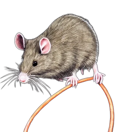 animal, weapon, concept art, watercolor, cartoon, chrisp, rat transparent PNG cut-out