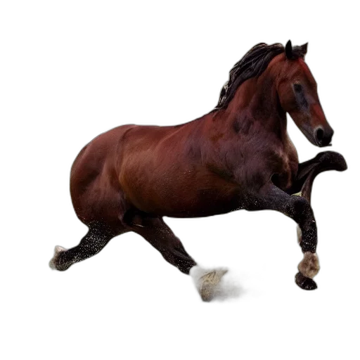animal, creature, hair, shoes transparent PNG cut-out