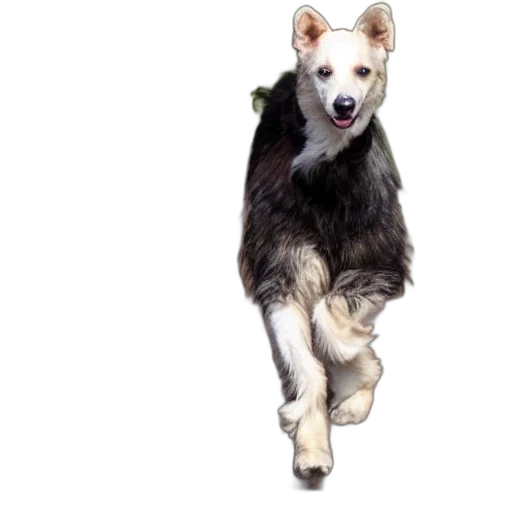 animal, creature, staff, photorealistic transparent PNG cut-out