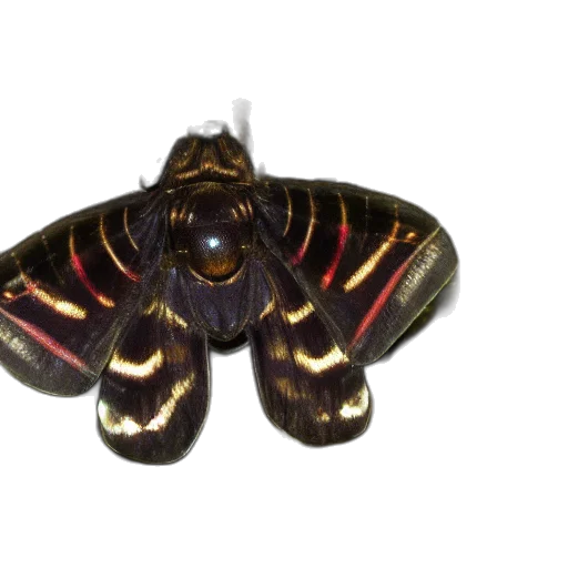 animal, jewelry, creature, crown, 3d render, photorealistic, dark, acherontia transparent PNG cut-out