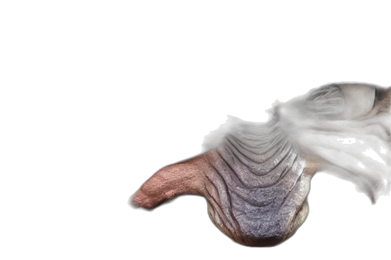 creature, dragon, hair, animal transparent PNG cut-out