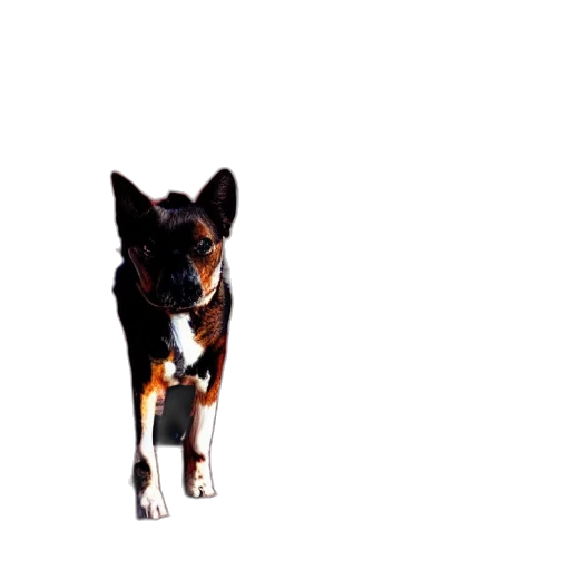 animal, creature, staff, dragon, 3d render, photorealistic, pixel art, concept art transparent PNG cut-out