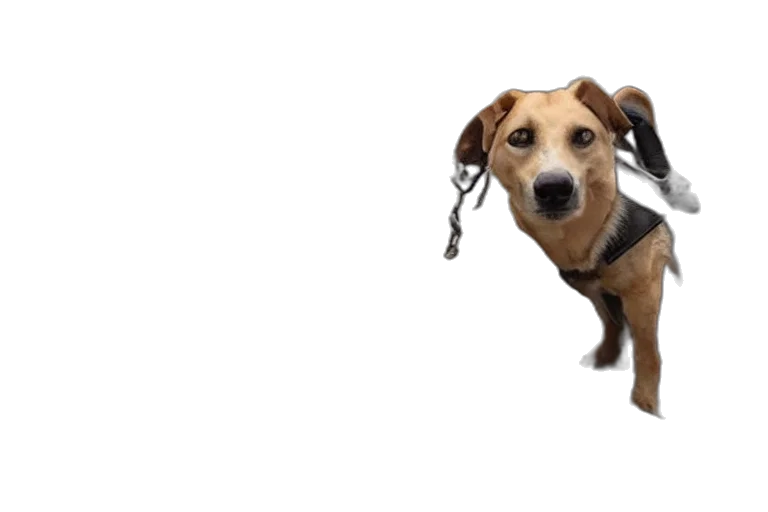 staff, animal, creature, jewelry, photorealistic, 3d render, dog, rescued transparent PNG cut-out
