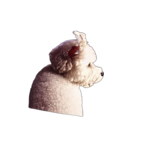 animal, hat, creature, mask transparent PNG cut-out