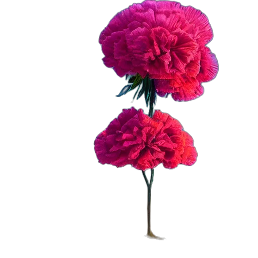 flower, crown, tree, umbrella transparent PNG cut-out