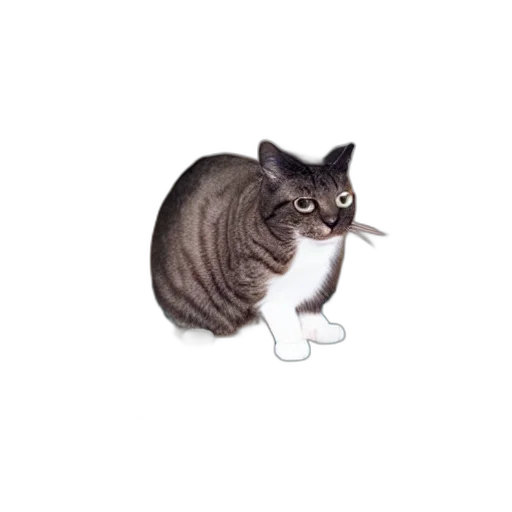animal, creature, staff, food transparent PNG cut-out