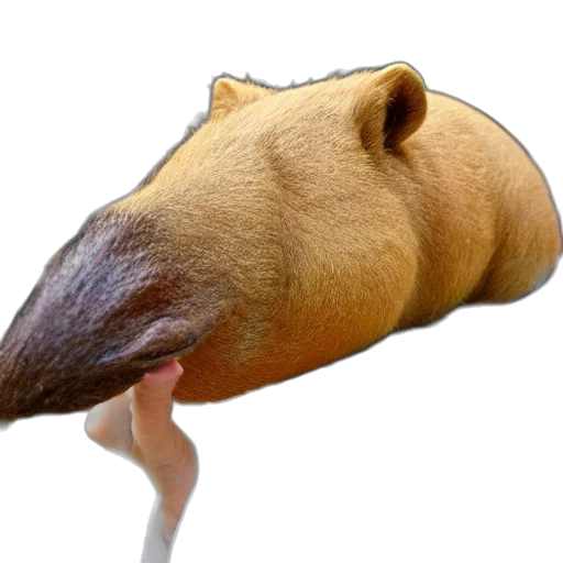 animal, mask, creature, face transparent PNG cut-out