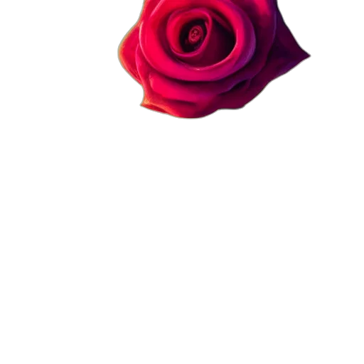 flower, umbrella, dress, jewelry transparent PNG cut-out