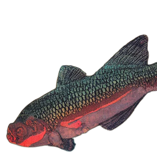 animal, staff, creature, food transparent PNG cut-out