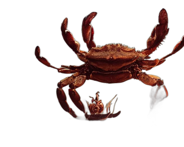 animal, crown, creature, food, photorealistic, 3d render, concept art, photo transparent PNG cut-out