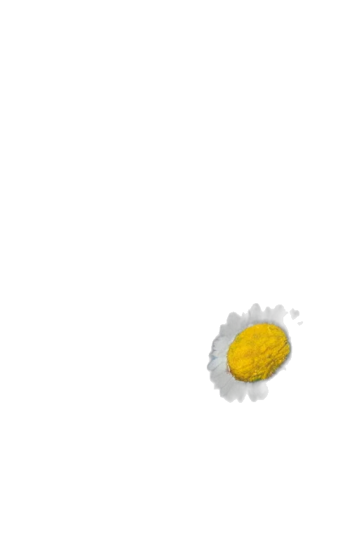 flower, food, weapon, jacket, pixel art, photorealistic, 3d render, concept art transparent PNG cut-out