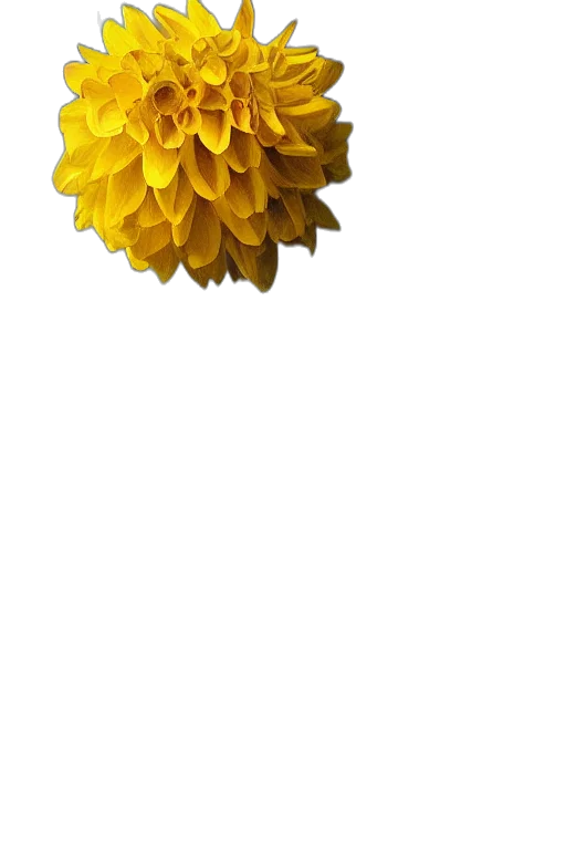 flower, crown, jewelry, umbrella, 3d render, photorealistic, pixel art, concept art transparent PNG cut-out
