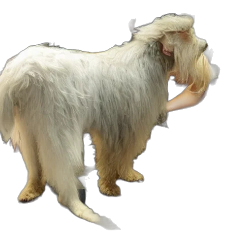animal, creature, hair, staff, concept art, photorealistic, 3d render, fantasy art transparent PNG cut-out