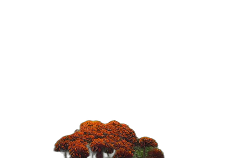 tree, crown, flower, shoes, 3d render, photorealistic, concept art, pixel art transparent PNG cut-out