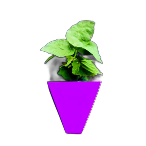 flower, hat, food, crown transparent PNG cut-out