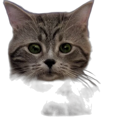 animal, creature, face, staff transparent PNG cut-out