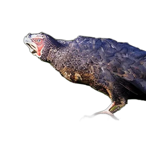 animal, creature, dragon, staff, photorealistic, 3d render, concept art, siorapaluk transparent PNG cut-out