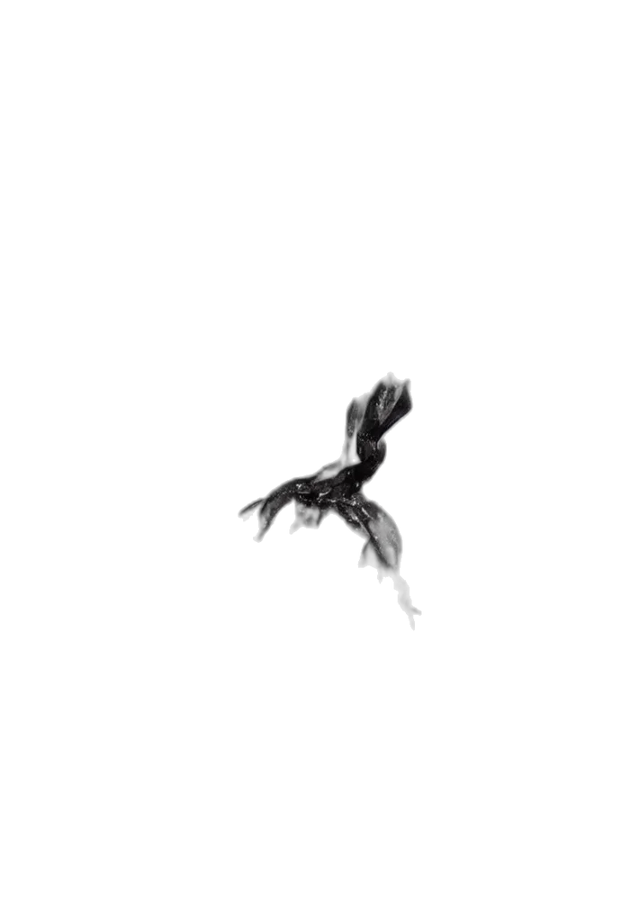 dragon, animal, creature, hair transparent PNG cut-out