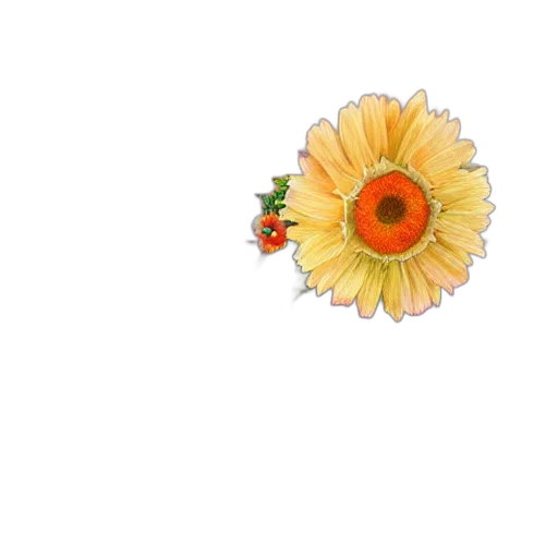 flower, jewelry, crown, umbrella transparent PNG cut-out