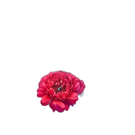 flower, crown, jewelry, hat transparent PNG cut-out