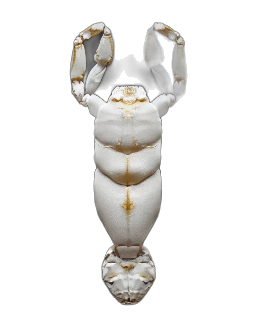 robot, jewelry, crown, staff transparent PNG cut-out