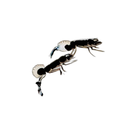 animal, jewelry, creature, food transparent PNG cut-out