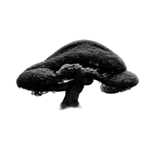 hat, hair, crown, tree, photorealistic, 3d render, concept art, monochrome transparent PNG cut-out