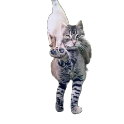 animal, staff, creature, hat transparent PNG cut-out