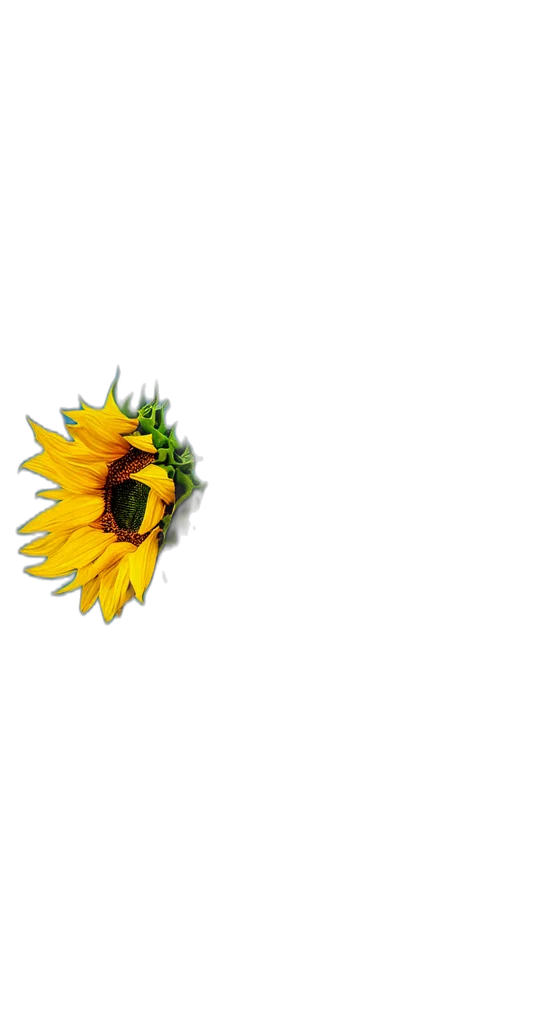 flower, crown, jewelry, mask transparent PNG cut-out