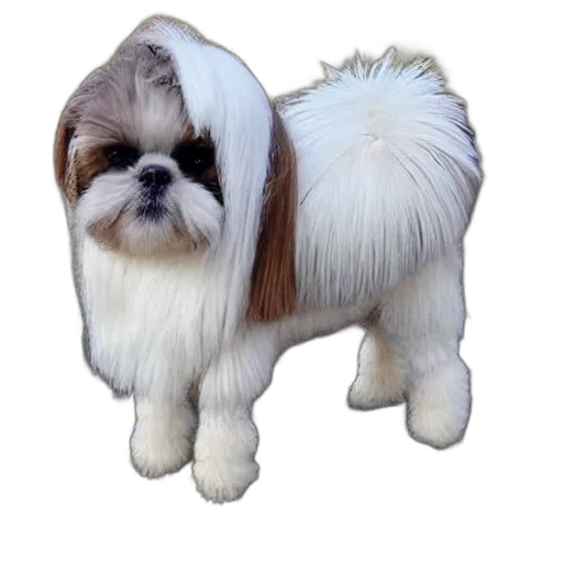 animal, creature, hair, staff transparent PNG cut-out